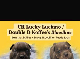 2 Beautiful American Pocket Bullys