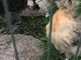 Silky chicks