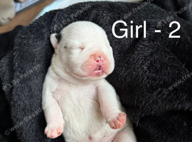 Stunning olde English x French Bulldog puppies