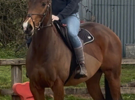 The Most Fun And Easy Mare Around!