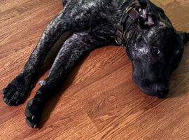 10 month old bitch