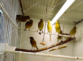 Irish Fancy Canaries available