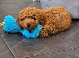 F1 Cockapoo pup 17 weeks