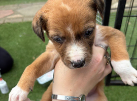 9 stunning puppy&rsquo;s ready