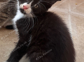 Turkish Angora mixed Kittens available