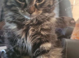 Maine coon tabby cat