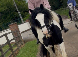 Beautiful tradition cob 14.1hh