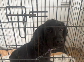 5month old black cocker spaniel girl