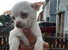 Male chihuahua