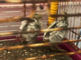 2 Silver BobwhiteQuails hatched 3/5/26