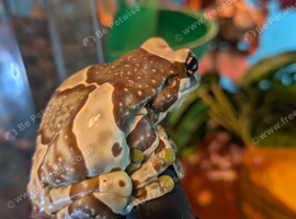 Lovely Milk Tree frogs adults