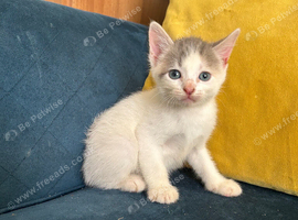 Beautiful sphynx cross kittens