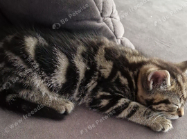 Tabby kittens