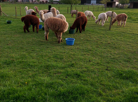 20 female Haucaya Alpacas for sale.