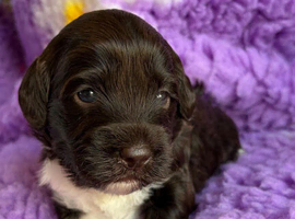 Australian Labradoodle Puppies