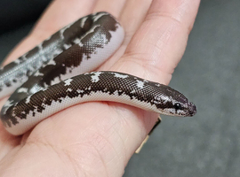 Baby kenyan sand boas
