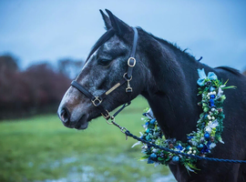Beautiful sweet natured 3yo