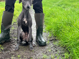 Saluki bull x whippet bull