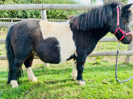 A Very Pretty Shetland Mare