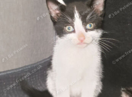 Kitten for sale