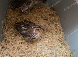 coturnix quail males