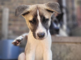 American akita pups ONLY 2 BOYS & 1 GIRL LEFT