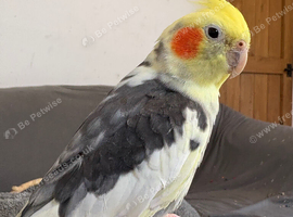 Mostly Tame Male Cockatiel