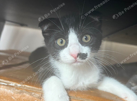Last one left tuxedo fold, super sweet and calm
