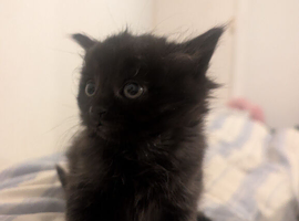 7 lovely mixed aged kittens