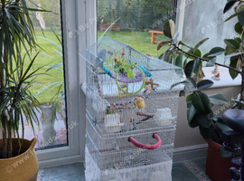 3 Budgies (1 year old) and a Cage