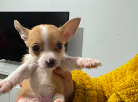 Puppies for sale