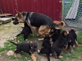 Full DNA Lineage German Shepherd Puppies