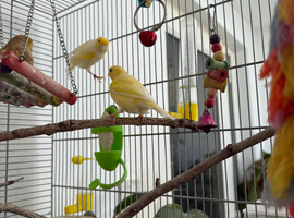 Cocks for rehoming