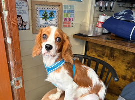 Blenheim 7 month old Cavalier King Charles