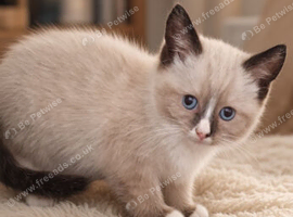 Ragdol girl 910weeks old.