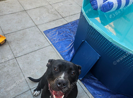 1 year old staffy
