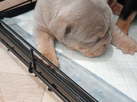Old English bulldog x french bulldog