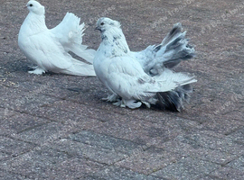 Fantail