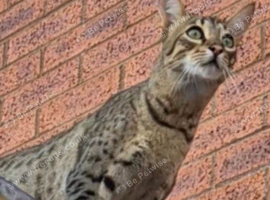 Koji my savannah.