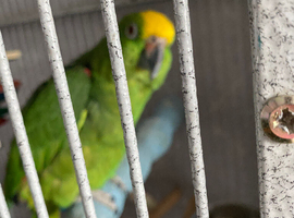 Blue fronted Amazon parrot