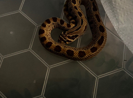 Male Hognose