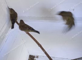 British green finches