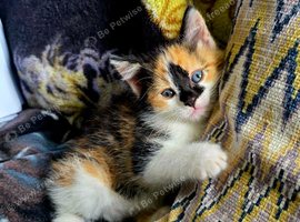 ***Ready now!!!*** **Adorable ragdoll x kittens**