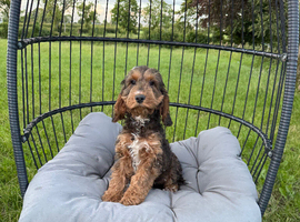 Stunning cockapoo puppy boy available ready now