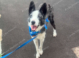Fullt trained Blue merle boy