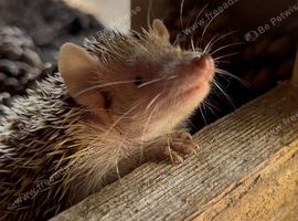Baby tenrec