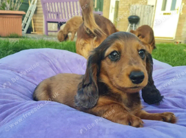 Miniature Dachshund Puppy