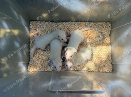 Albino ferret kits ready now