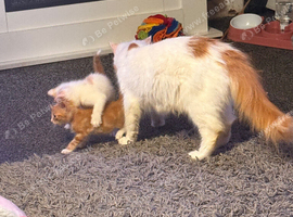 2 gorgeous male kittens for sale