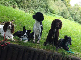 Wanted spaniels,labs, any gundog breed